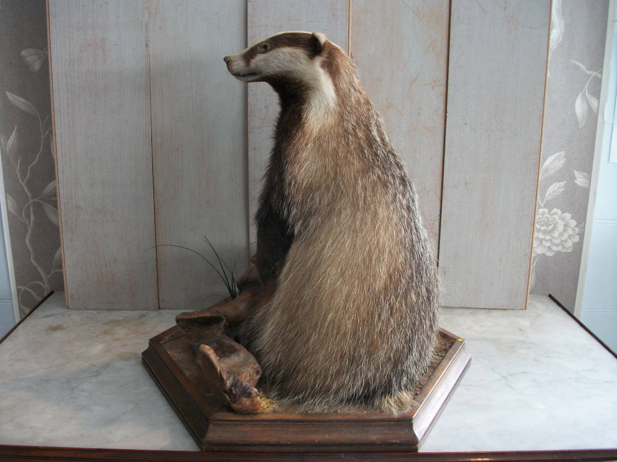 Taxidermy of a Badger